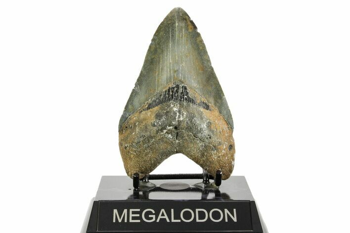 Fossil Megalodon Tooth - North Carolina #367922